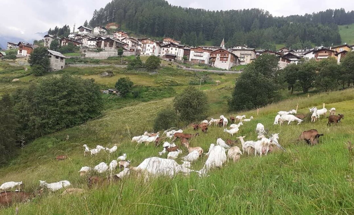 Azienda Agricola Lualdi Marco in Val di Peio