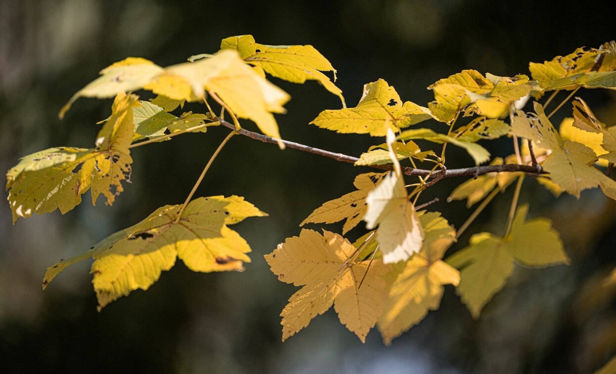 Autunno | © Archivio APT Val di Sole - ph Elisa Fedrizzi