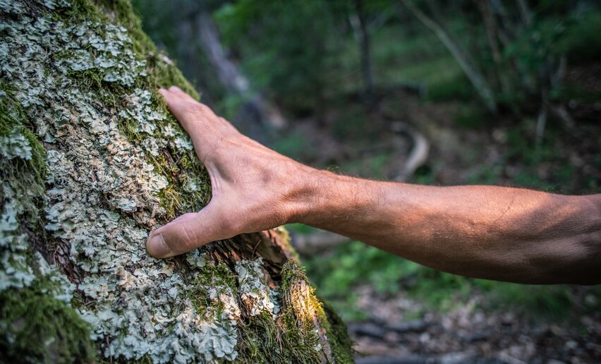 Albero | © Archivio APT Val di Sole - ph Tommaso Prugnola