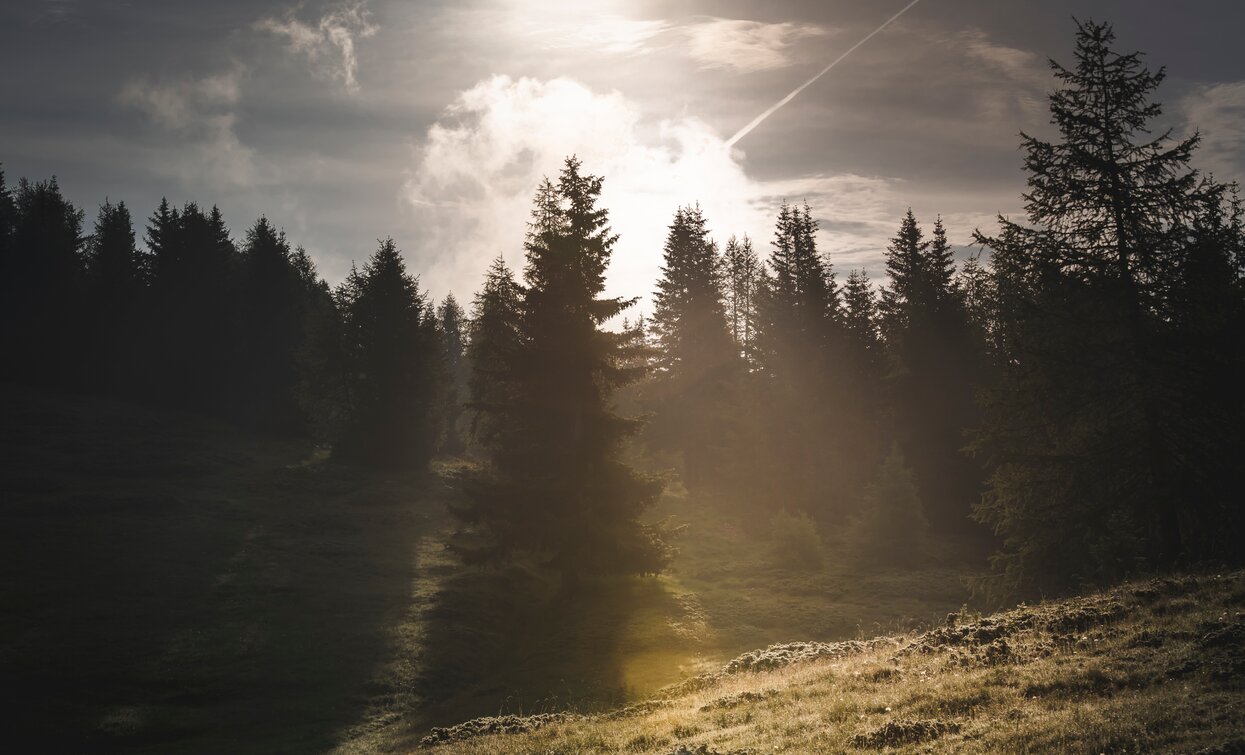 Bosco | © Archivio APT Val di Sole - ph Val di Sole Summer