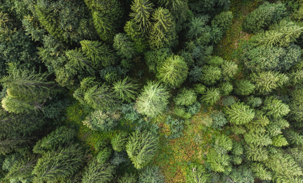 Alberi Valpiana | © Archivio APT Val di Sole - Ph Giacomo Podetti