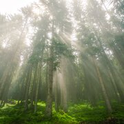 Luce tra gli alberi del bosco | © Archivio APT Val di Sole - Ph Visual Stories